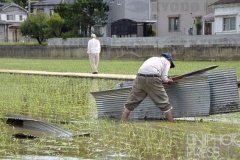 冠水した水田で作業_2012年_和歌山県_KDO_2012062200413
