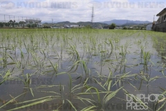 冠水した水田_和歌山県_2012年_KDO_2012062200164
