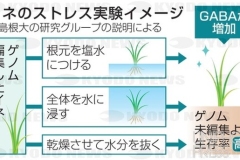 冠水に強いイネ開発_2024年_KDO_2024060509877
